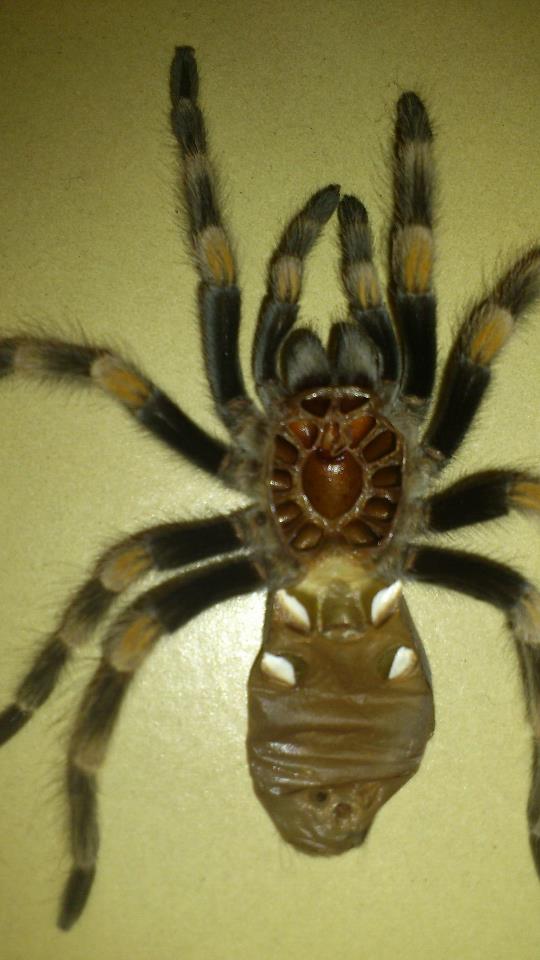 B auratum