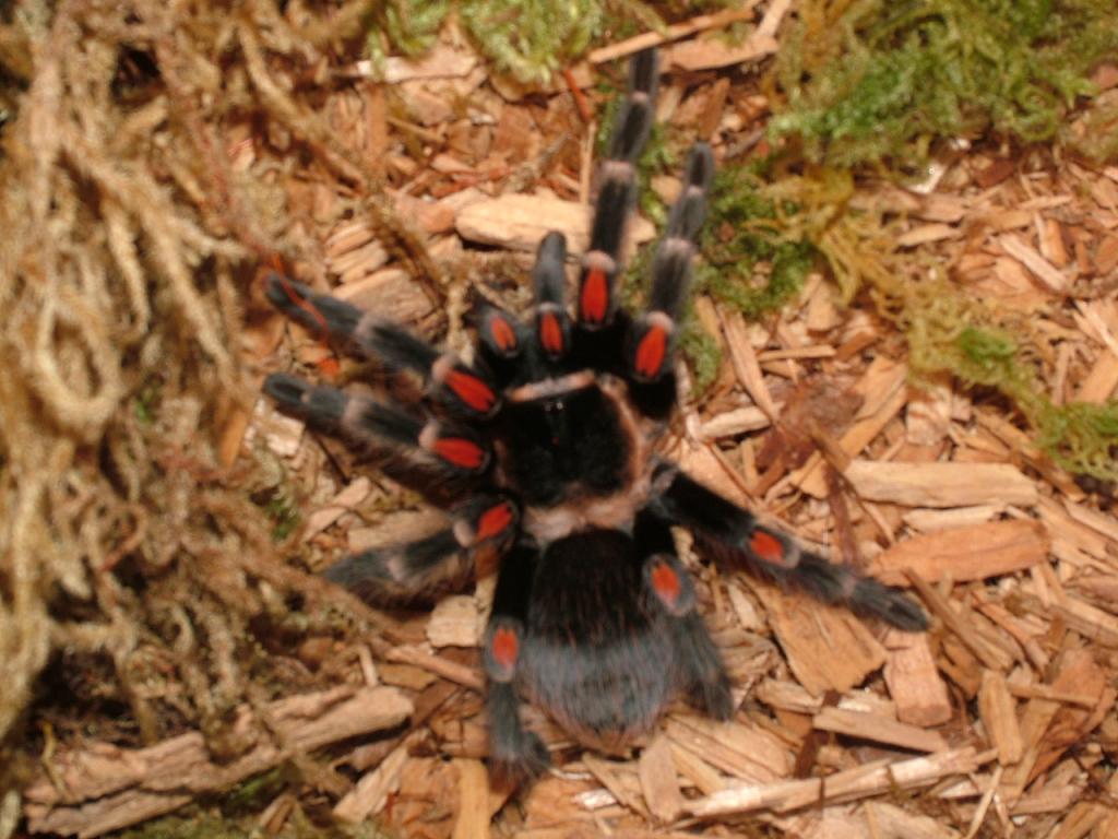 B. auratum