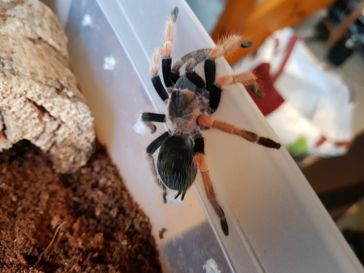 B. baumgarteni 0.1
