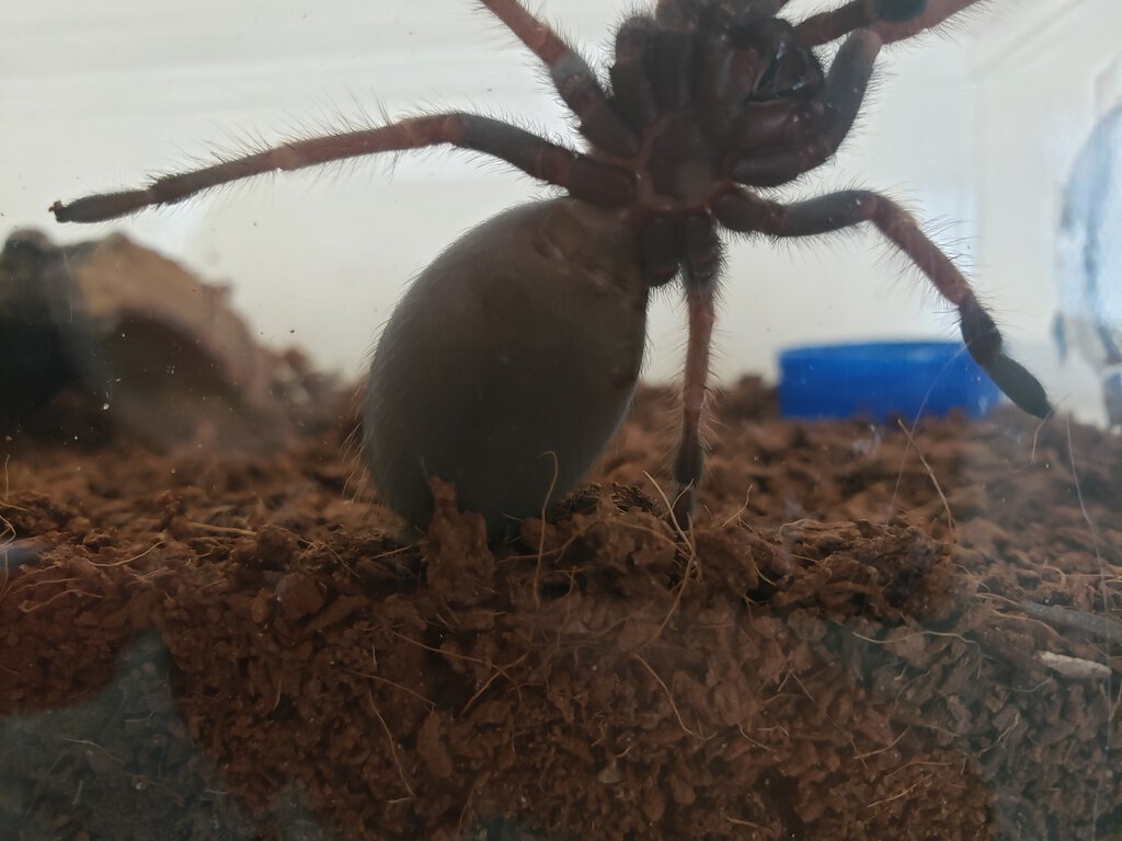 B. baumgarteni