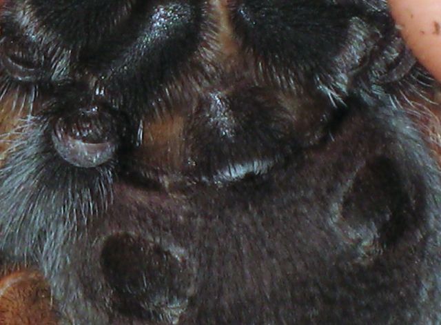 B. boehmei #2
