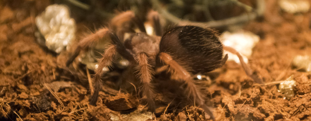 B. Boehmei 6th Instar