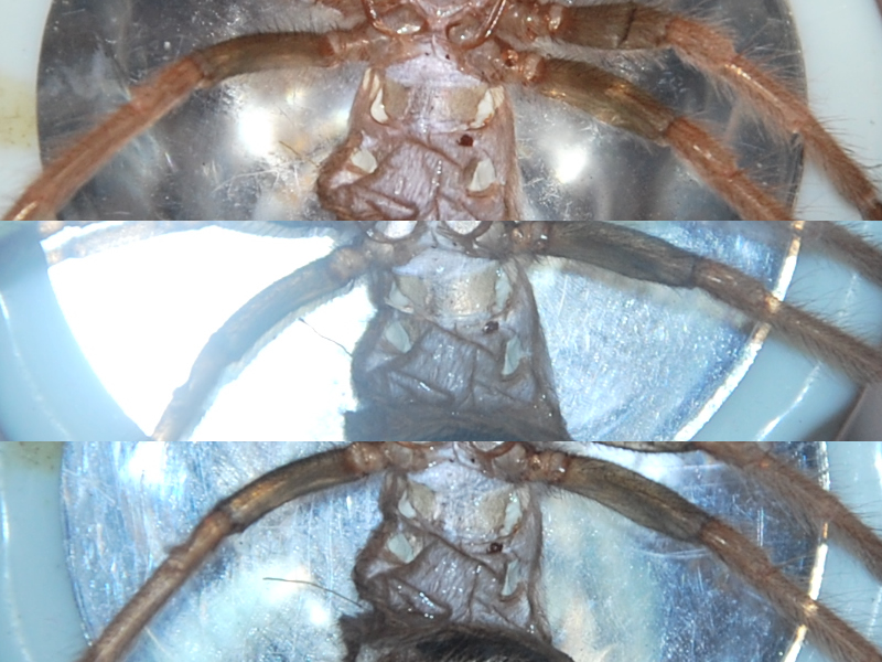 B.boehmei #71