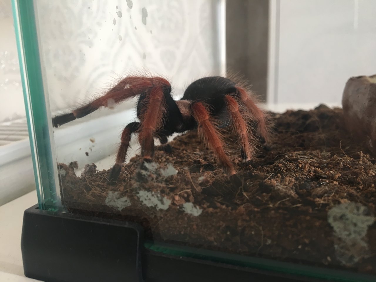 B.Boehmei acting weird