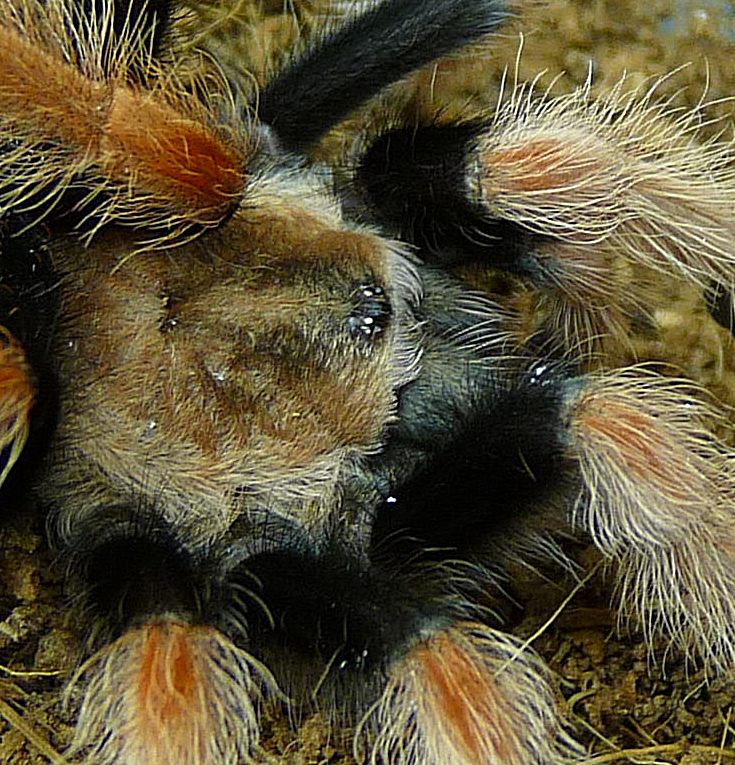 B. boehmei closeup