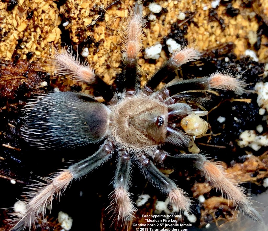 B.boehmei(f)2.5in_juv_1