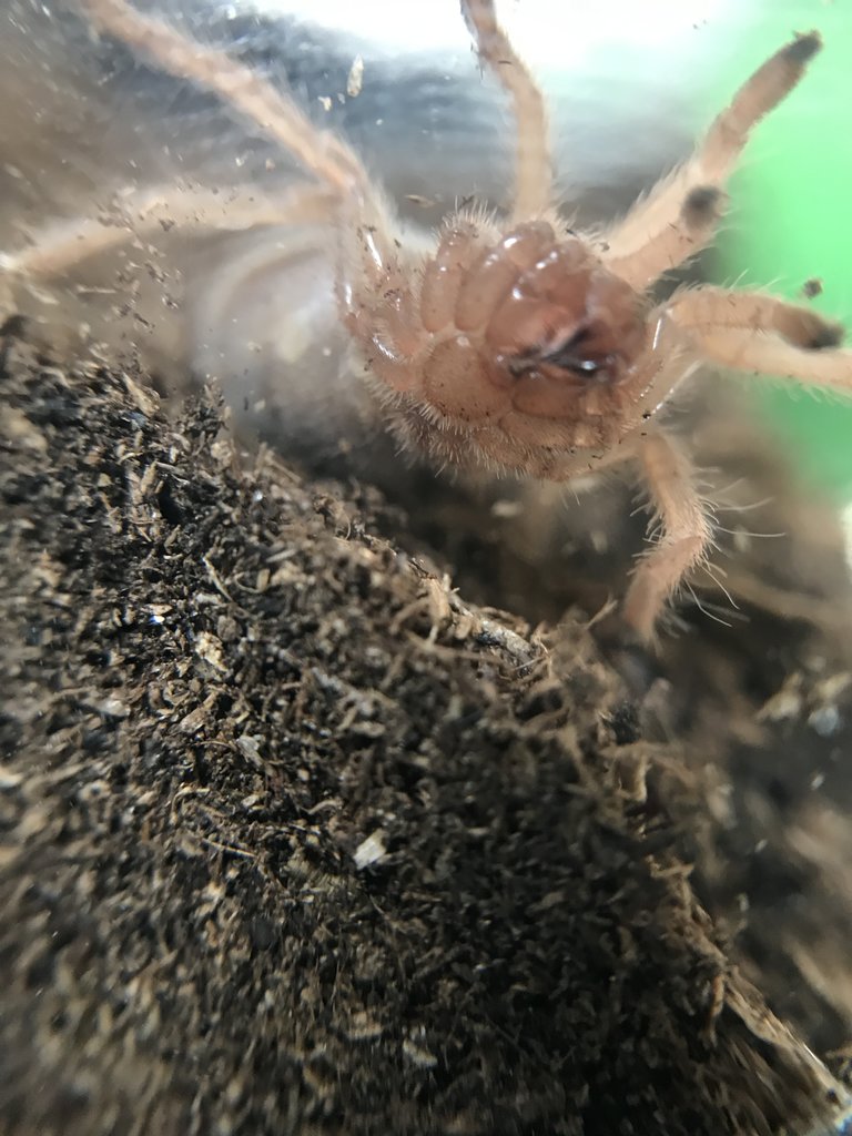 B. Boehmei Fangs