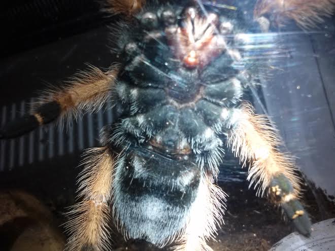 B. BOEHMEI FEMAL OR MALE?