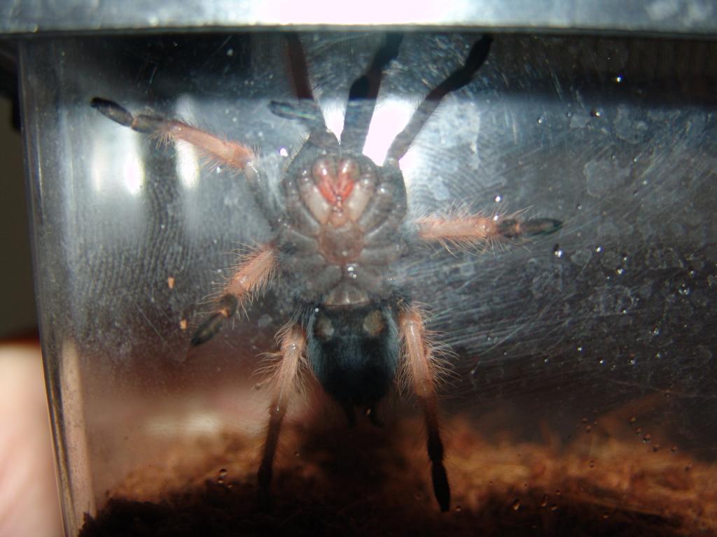 B. boehmei freshly molted