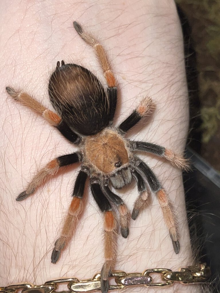 B. boehmei Handling