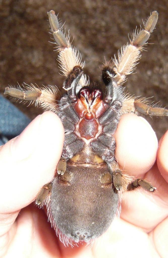 B. Boehmei, Is this female