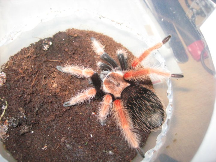 B.boehmei- Juvenile, Female