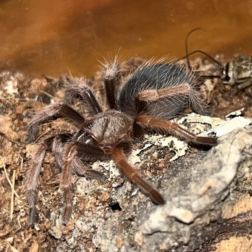 B boehmei, juvenile male