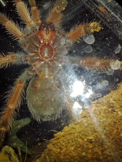 B.boehmei juvie