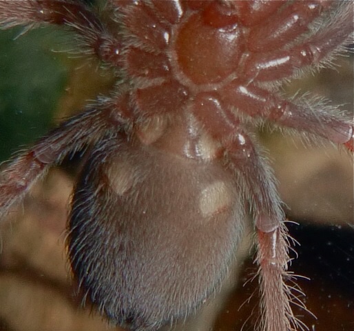 B. boehmei looks female