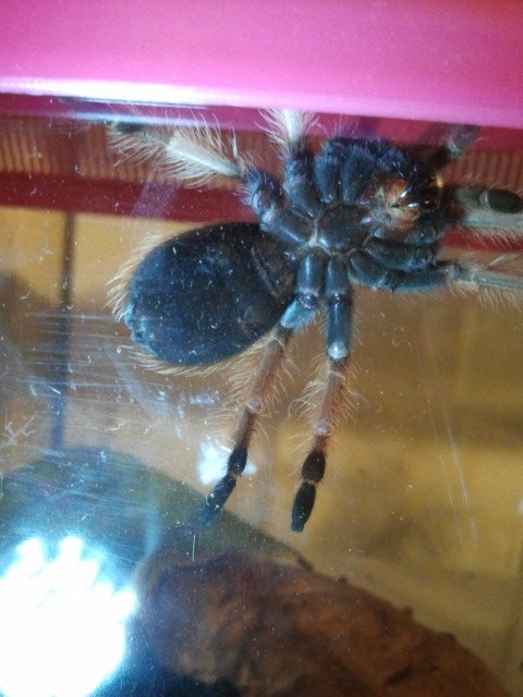 B.boehmei .. M or F