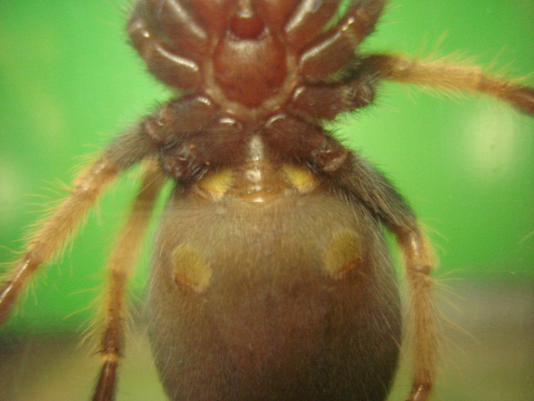 B. Boehmei Male Or Female?