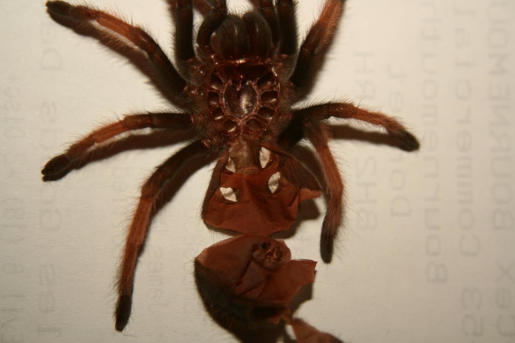 B Boehmei Male or Female?