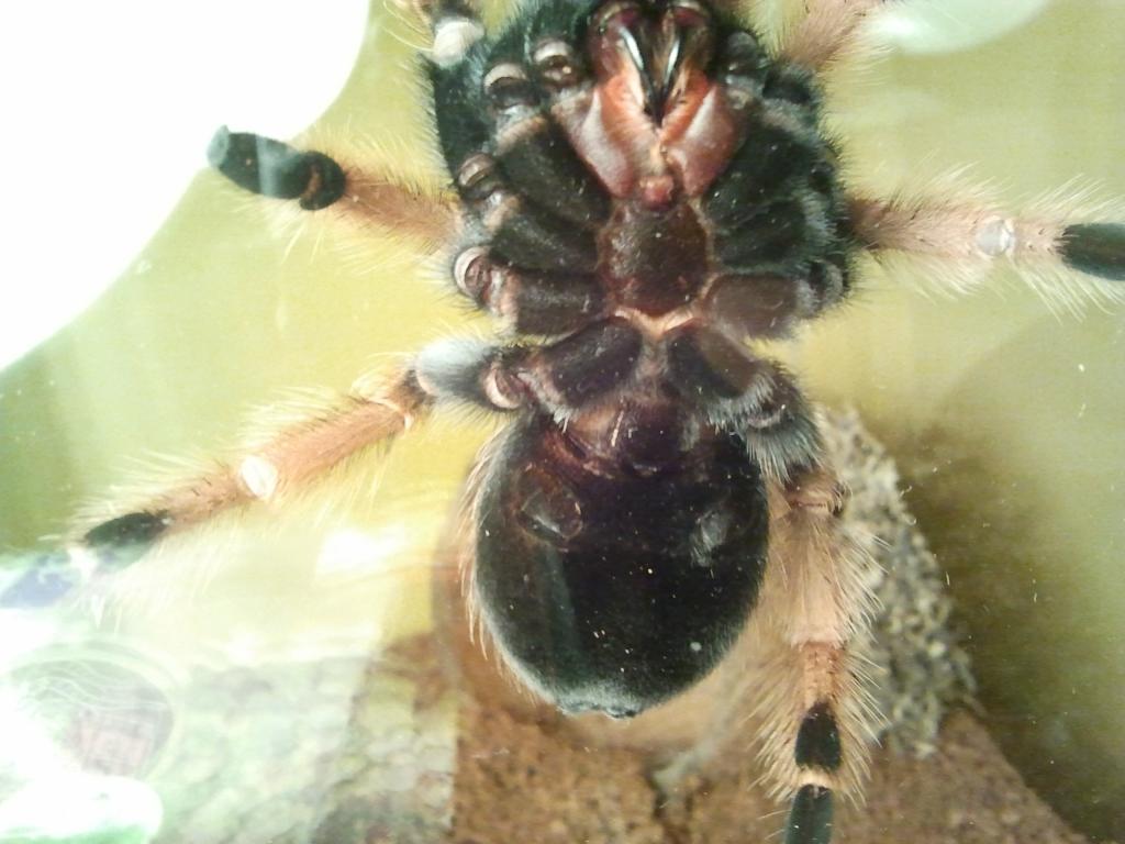 B. Boehmei Male or Female?