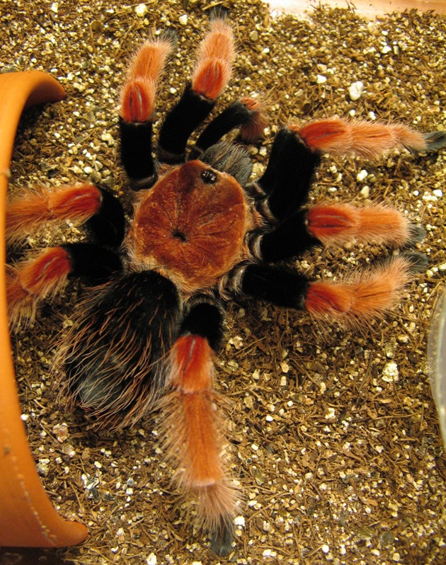 B. boehmei mature male