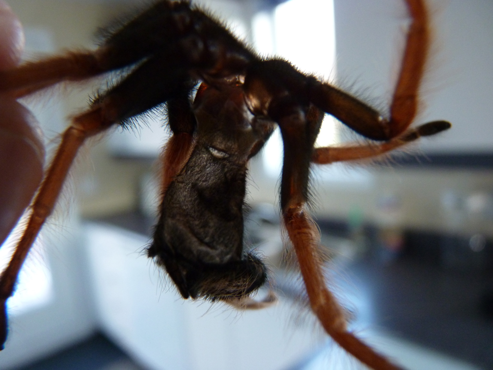 B. Boehmei Molt : Female Or Male?