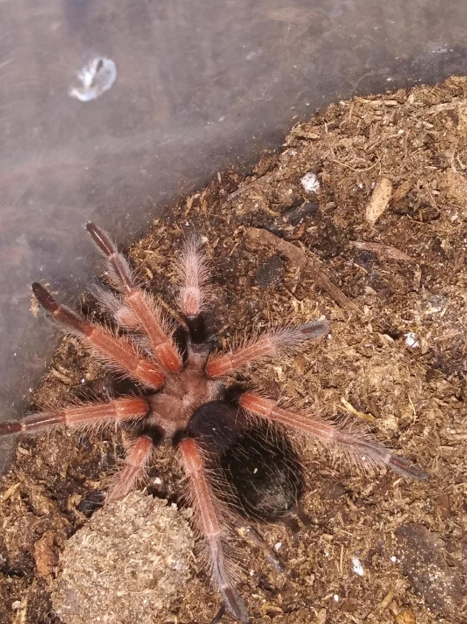 B. boehmei or baumgarteni, etc?