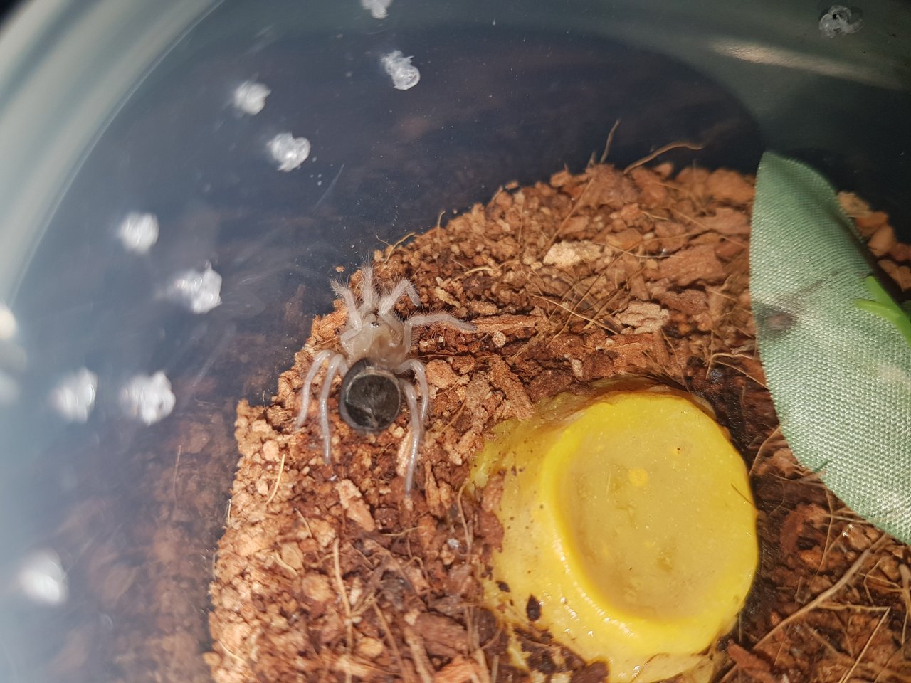 B. boehmei post moult advice