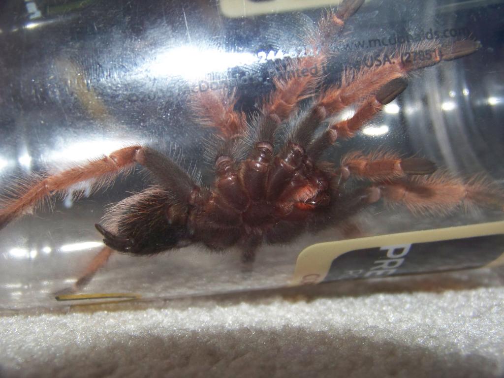 B.Boehmei Sexing