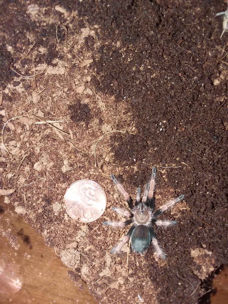 B. Boehmei Sling 2