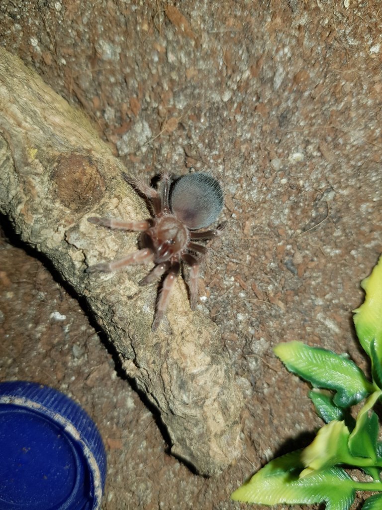 B. boehmei sling