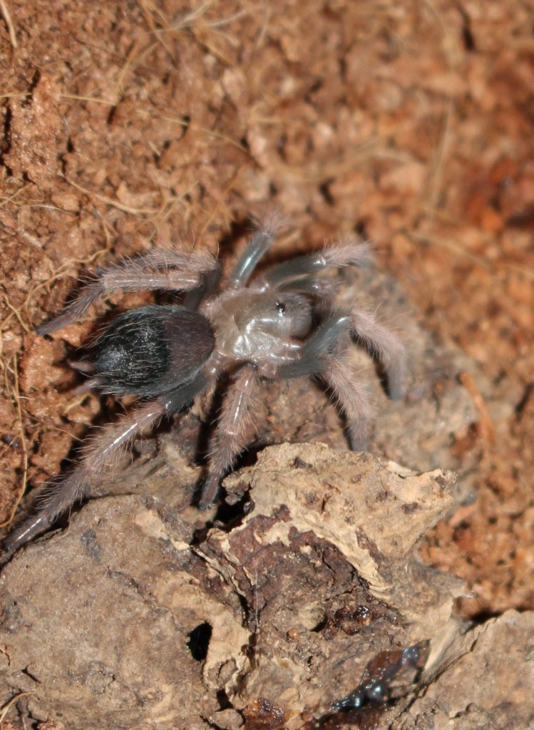 B. boehmei sling