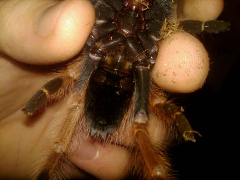 B. Boehmei - Sold As Female