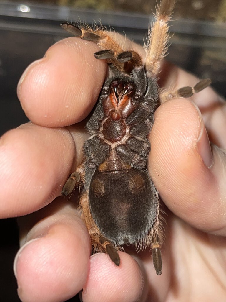 B. boehmei Ventral Shot #1