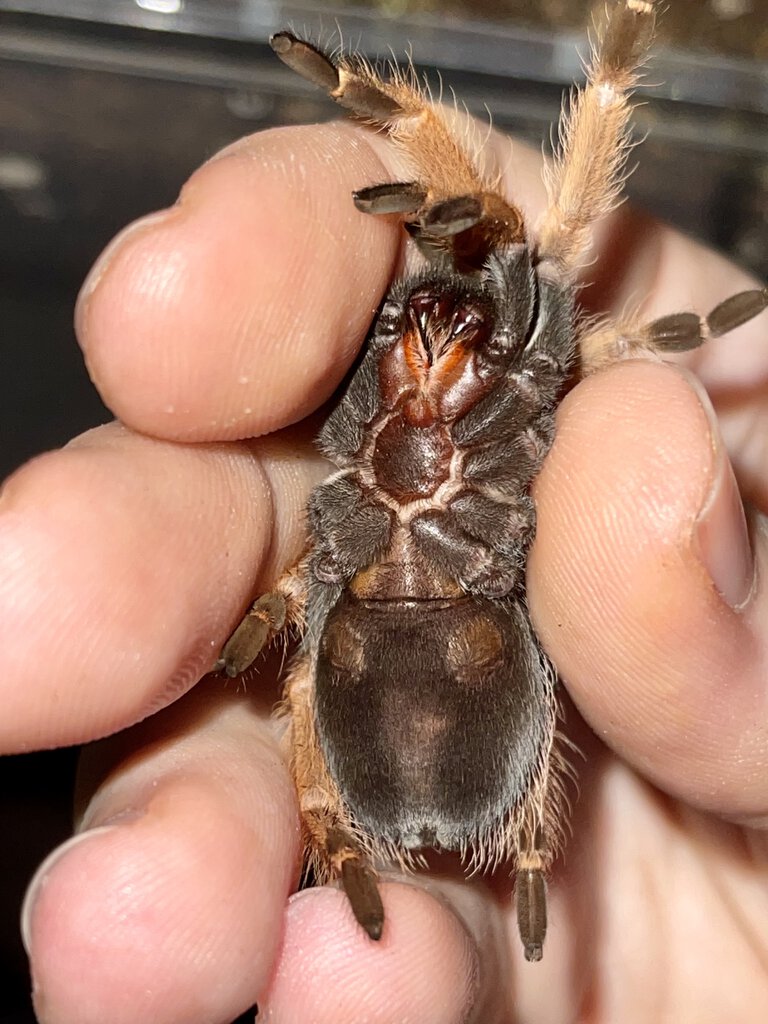 B. boehmei Ventral Shot 2