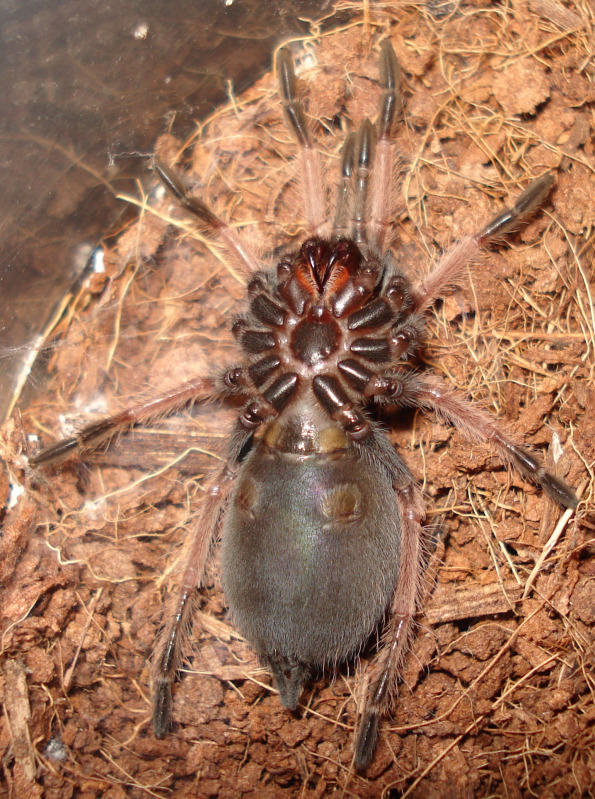 B. Boehmei