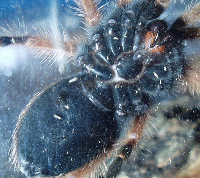 B. boehmei