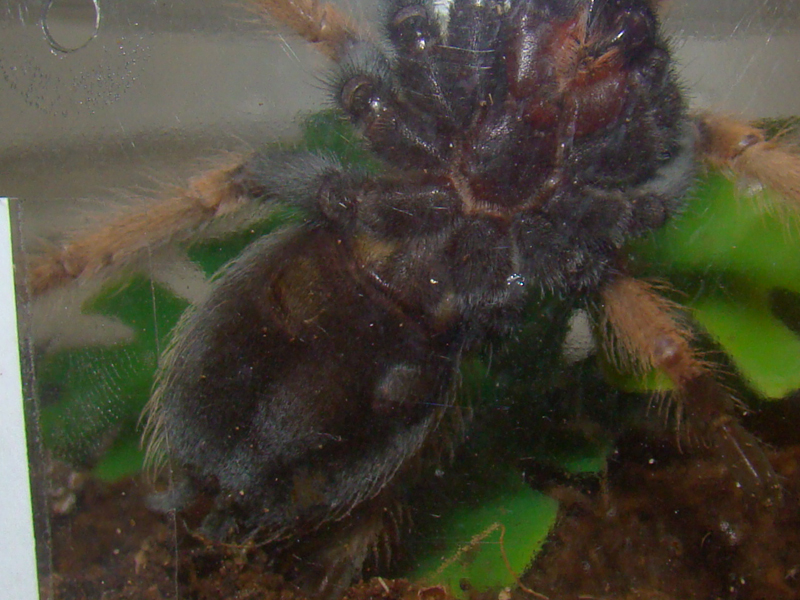 B. Boehmei