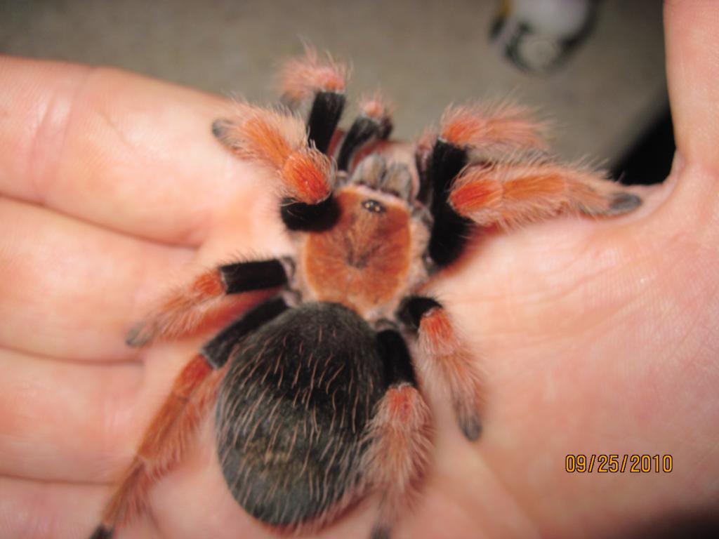 B. Boehmei