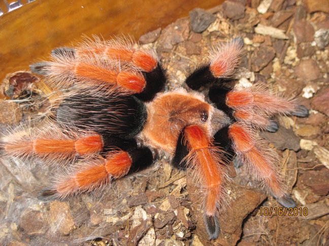 B. Boehmei