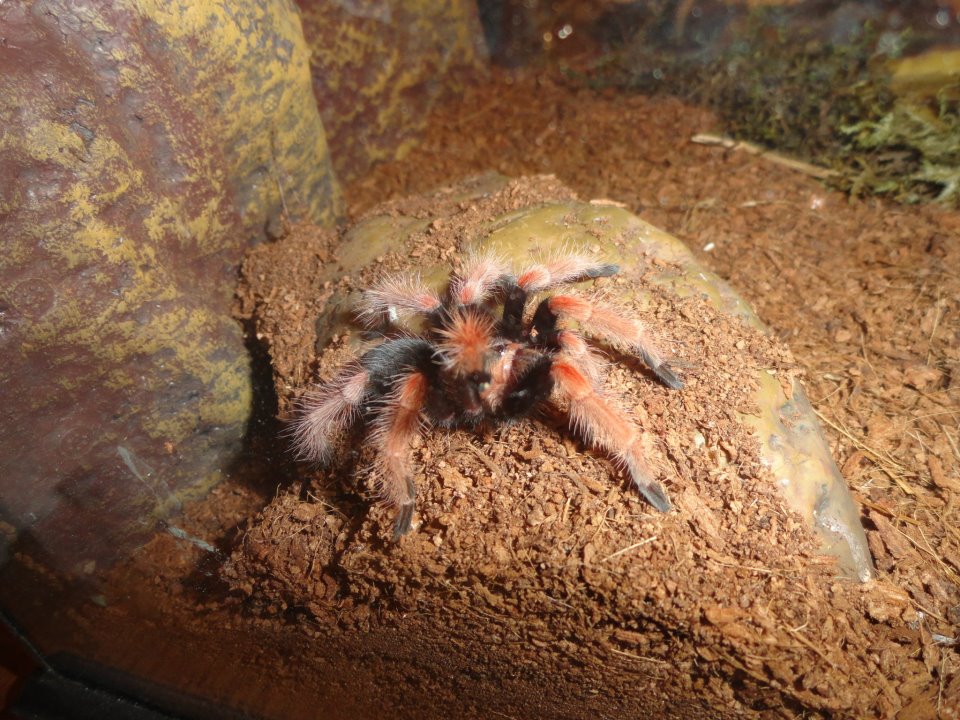 B. Boehmei