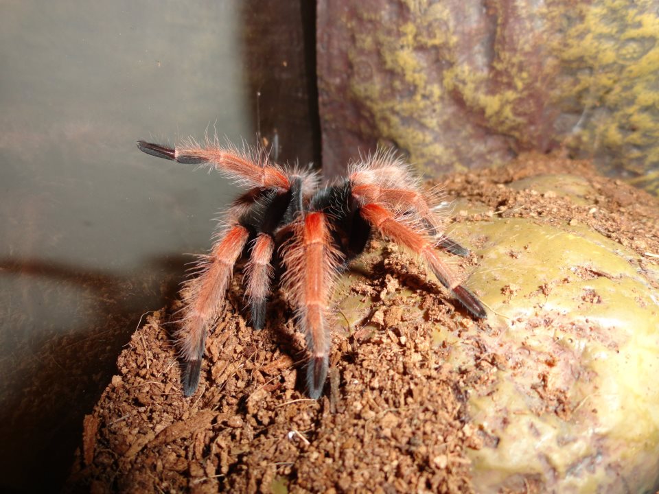 B. Boehmei