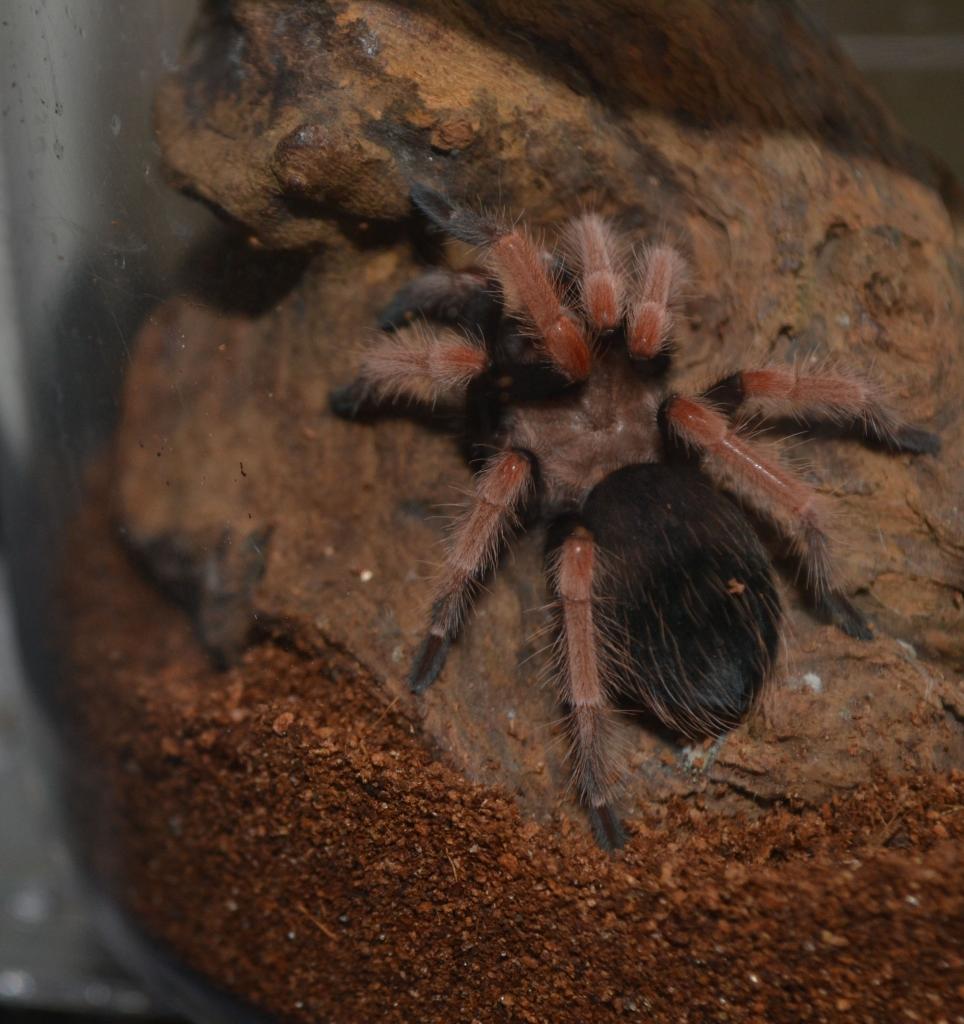 B.boehmei