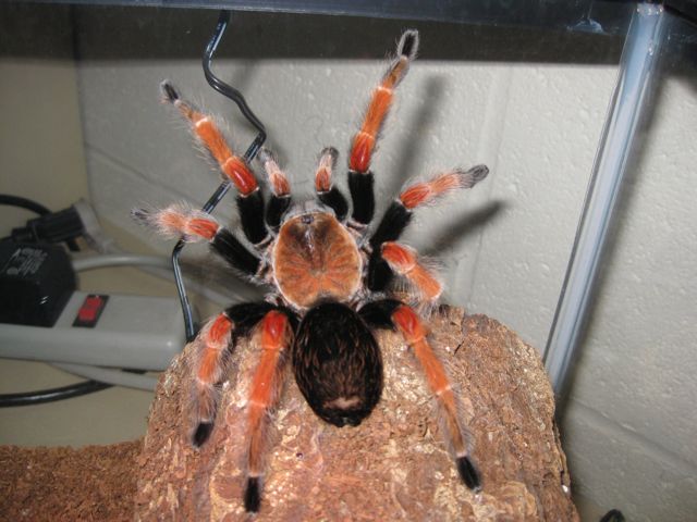 B. boehmei