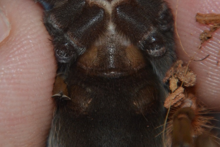 B. boehmei