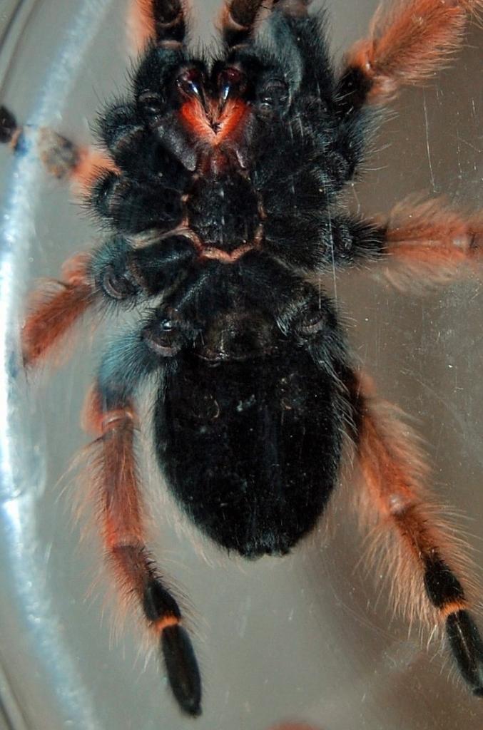 B. boehmei