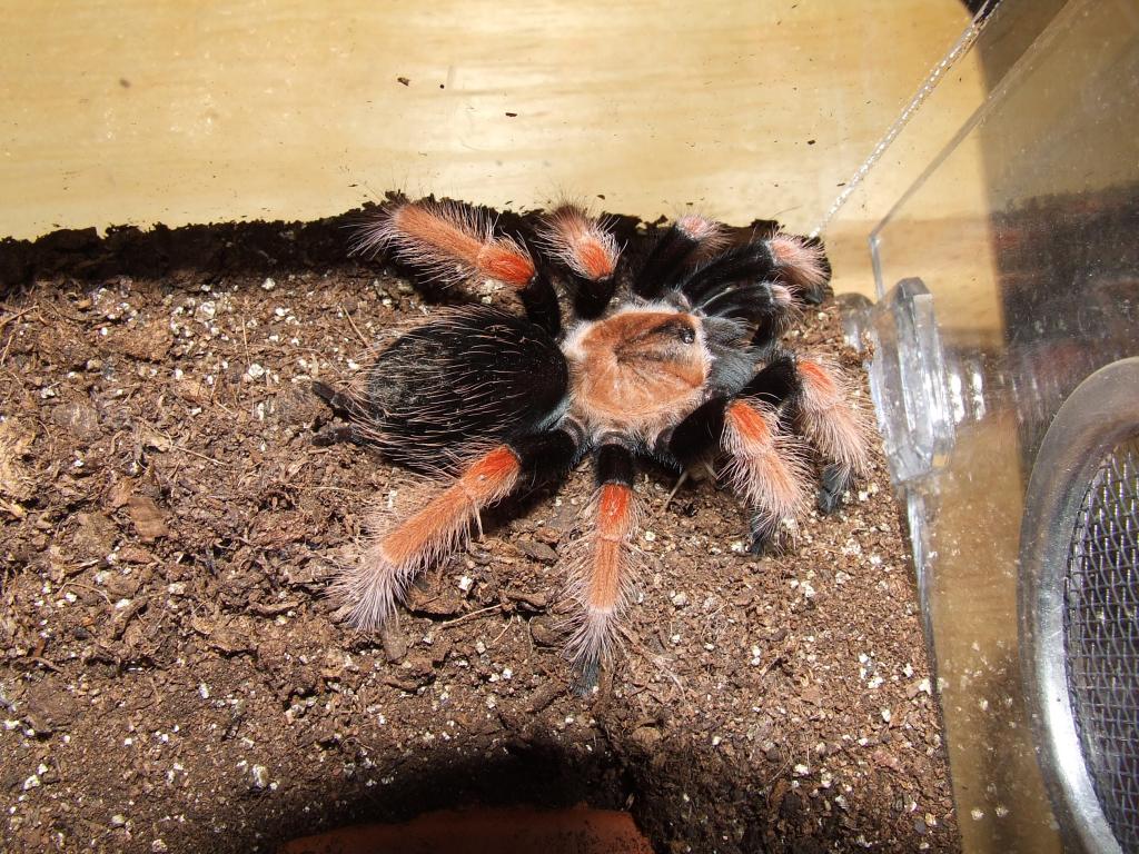 B. boehmei