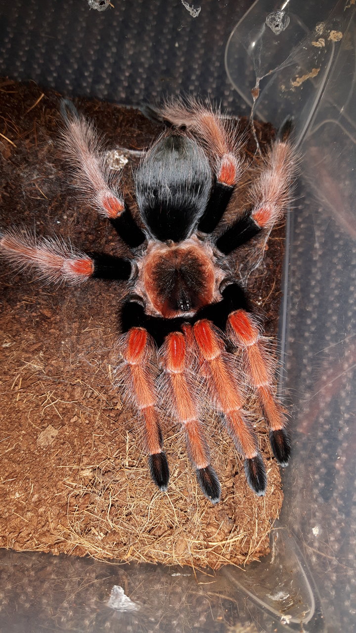 B.boehmei