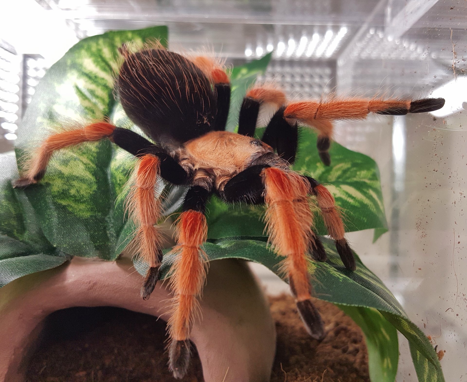 B. boehmei