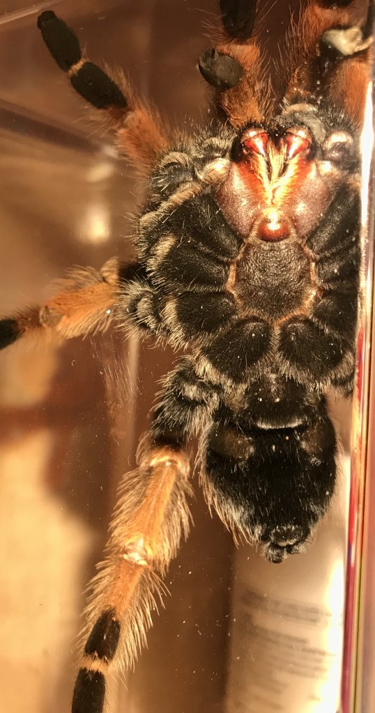 B. Boehmei