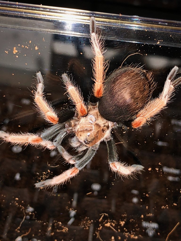 B.boehmei